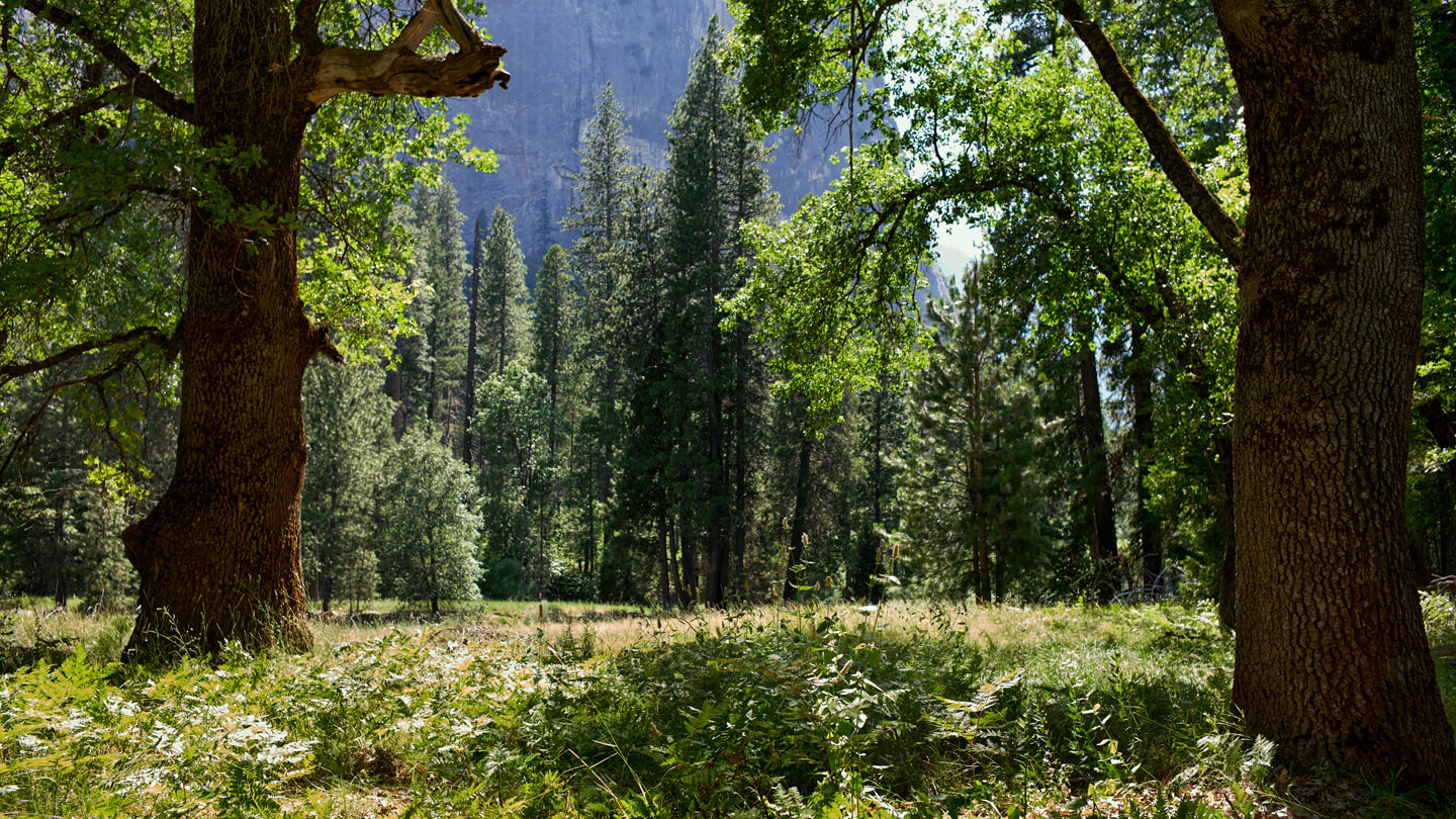 Se muestran árboles y otra vegetación en la pradera de El Capitan, con la pared de granito de El Capitan a lo lejos.