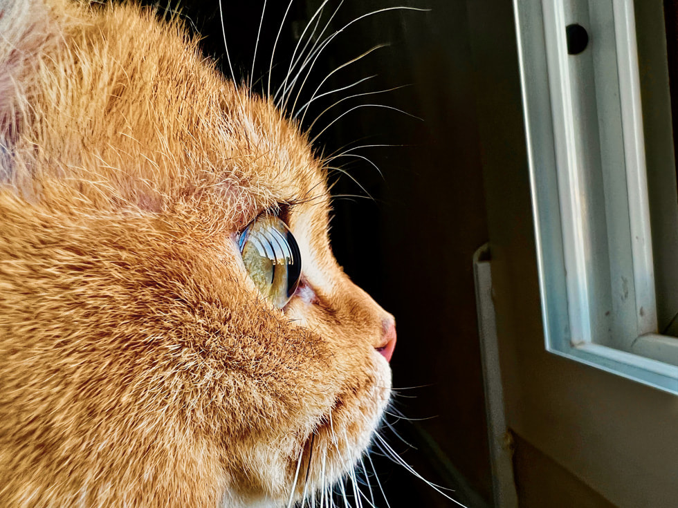 iPhone ile ?ekilen bir foto?rafta ?ok yak?ndan g?rünen bir yavru kedi.