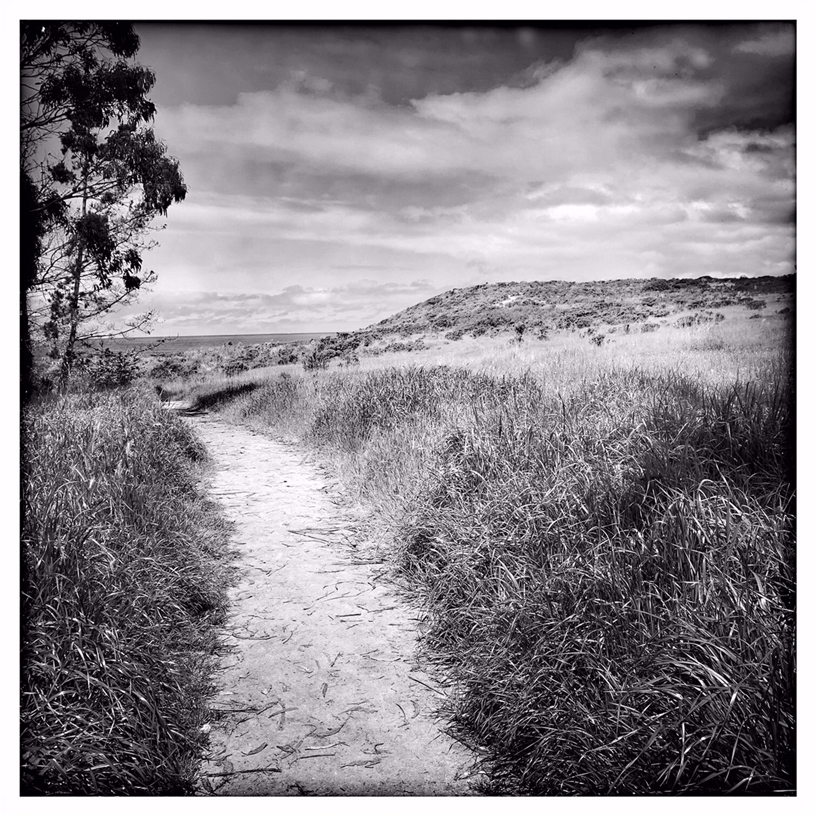 Path at Monastery Beach, shot on iPhone XS by Rachael Short.